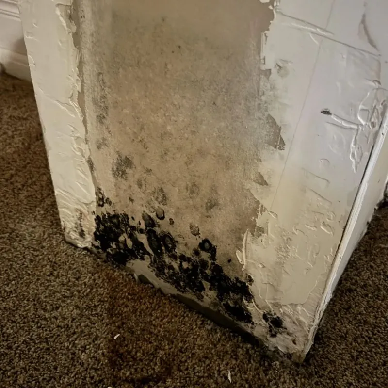 Professional Mold Removal in Laredo, TX